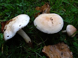 Włośnianka musztardowa (Hebeloma sinapizans)