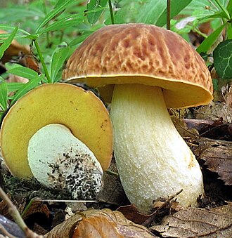 Płowiec chropawy