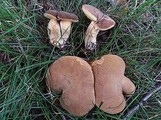 Podgrzybek płowy (Hortiboletus bubalinus)