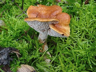 Kolczak rudawy