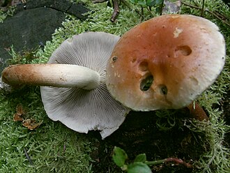 Maślanka ceglasta