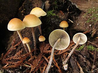 Maślanka brodata (Hypholoma marginatum)
