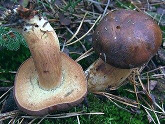 Podgrzybek brunatny