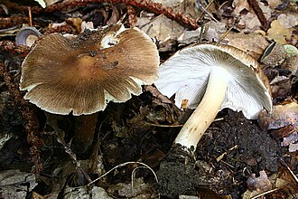 Strzępiak plamisty (Inocybe maculata)