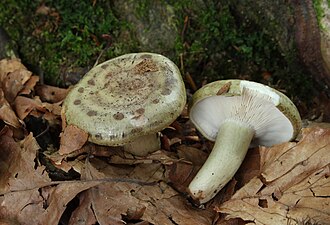 Mleczaj śluzowaty (Lactarius blennius)