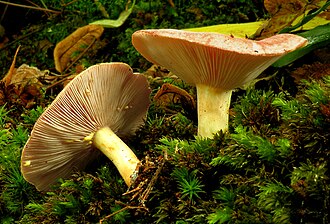 Mleczaj złocisty (Lactarius chrysorrheus)