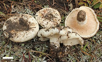 Mleczaj topolowy (Lactarius controversus)