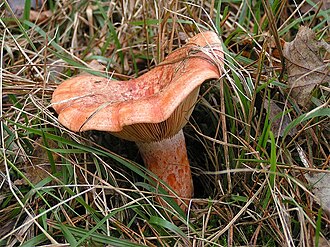 Mleczaj rydz (Lactarius deliciosus)