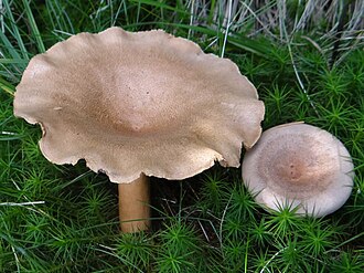 Mleczaj płowy