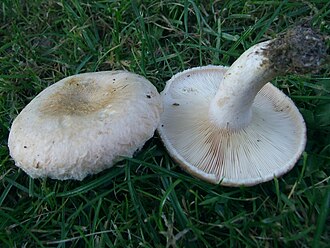 Mleczaj omszony (Lactarius pubescens)