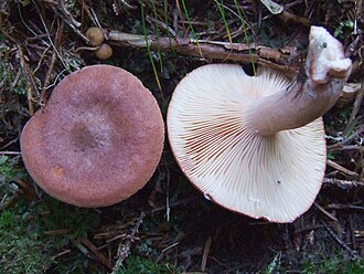 Mleczaj rudy (Lactarius rufus)