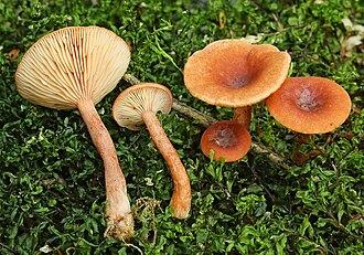 Mleczaj bukowy (Lactarius subdulcis)