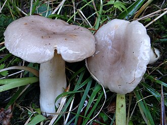 Mleczaj liliowy (Lactarius uvidus)