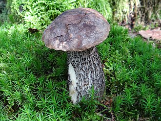 Koźlarz różnobarwny (nakrapiany) (Leccinum variicolor)