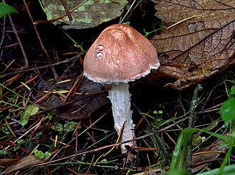 Czubajeczka różowawa