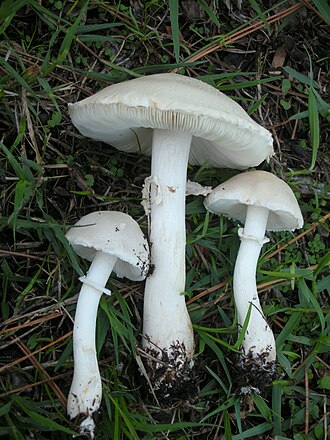 Jedwabówka biała (czubajka biała) (Leucoagaricus leucothites)