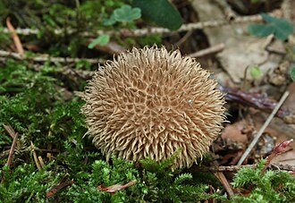 Purchawka jeżowata (Lycoperdon echinatum)