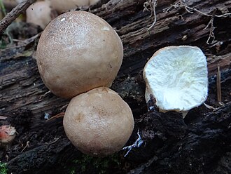Purchawka gruszkowata (Lycoperdon pyriforme)