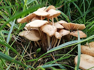 Twardzioszek przydrożny (Marasmius oreades)