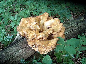 Wachlarzowiec olbrzymi