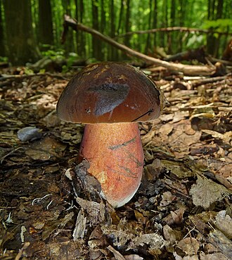 Krasnoborowik ceglastopory