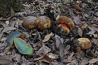 Krasnoborowik żółtonogi (Neoboletus xanthopus)