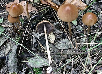 Kruchaweczka stożkowata