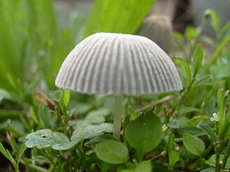 Kruchaweczka bruzdowana