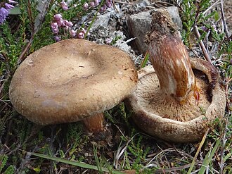 Krowiak podwinięty
