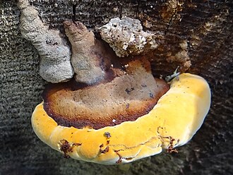 Kubełek ciemny (Phaeolus schweinitzii)