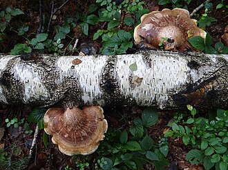 Białoporek brzozowy