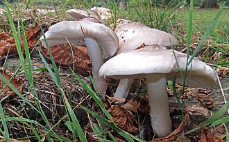 Drobnołuszczak trocinowy