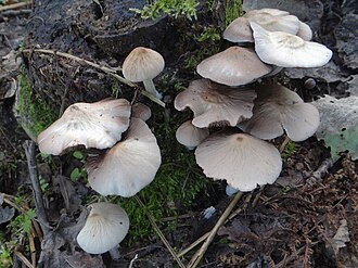 Kruchówka piaskowa