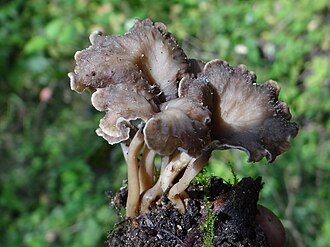Lejkownica kędzierzawa (Pseudocraterellus undulatus)