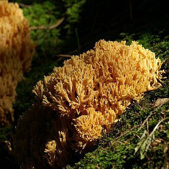 Koralówka złocista (Ramaria aurea)