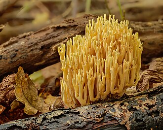 Koralówka strojna (Ramaria formosa)