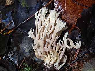 Koralówka blada (Ramaria pallida)