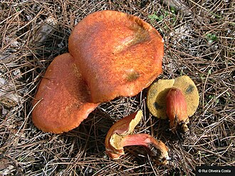 Podgrzybek brzoskwiniowy