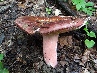 Gołąbek brunatnofioletowy