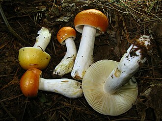 Gołąbek płowiejący