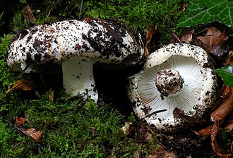 Gołąbek podbielasty