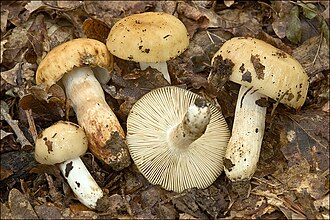 Gołąbek powolny (migdałowy)