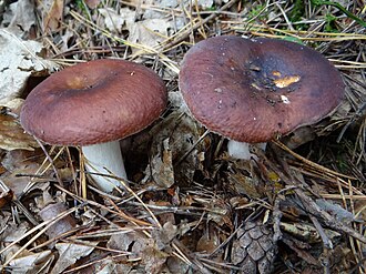 Gołąbek cały (Russula integra)