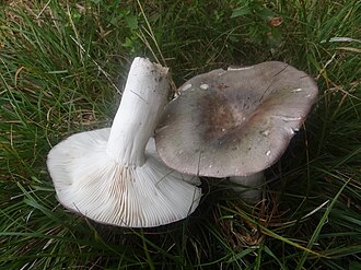 Gołąbek modrooliwkowy