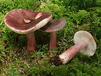 Gołąbek Queleta (Russula queletii)