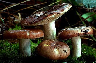 Gołąbek wyborny (Russula vesca)