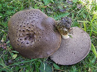 Sarniak świerkowy