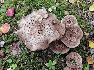 Sarniak sosnowy (Sarcodon squamosus)
