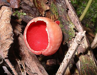 Czarka szkarłatna (Sarcoscypha coccinea)