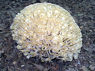 Siedzun dębowy